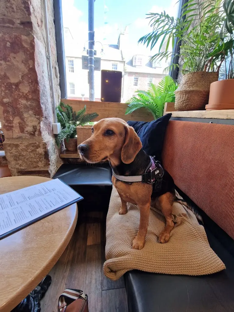 Pauline vandenberg_The Bear & Bull_Dunbar_review