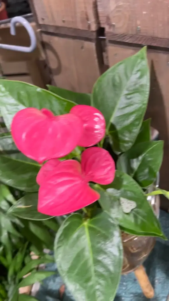 Patri Arteaga D_Dunbar Garden Centre_Dunbar_review