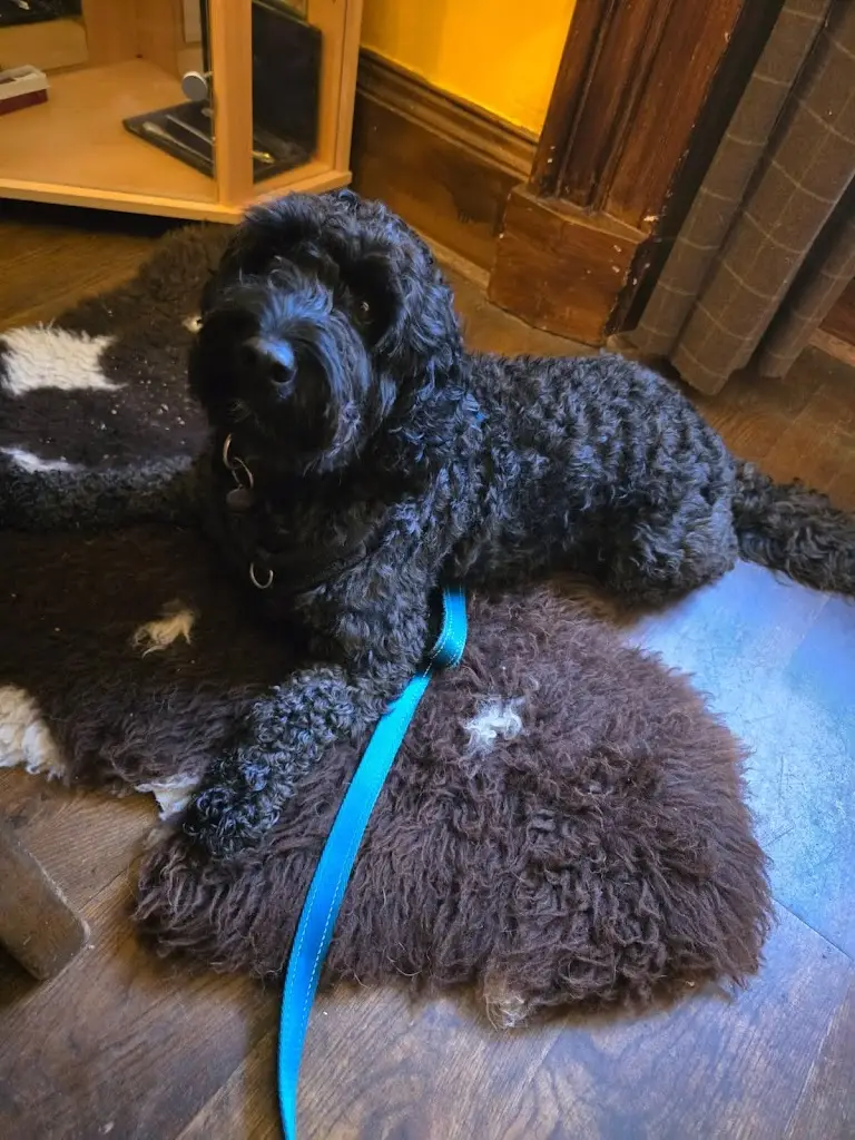 Dylan Gibson_The Anderson_Fortrose_review