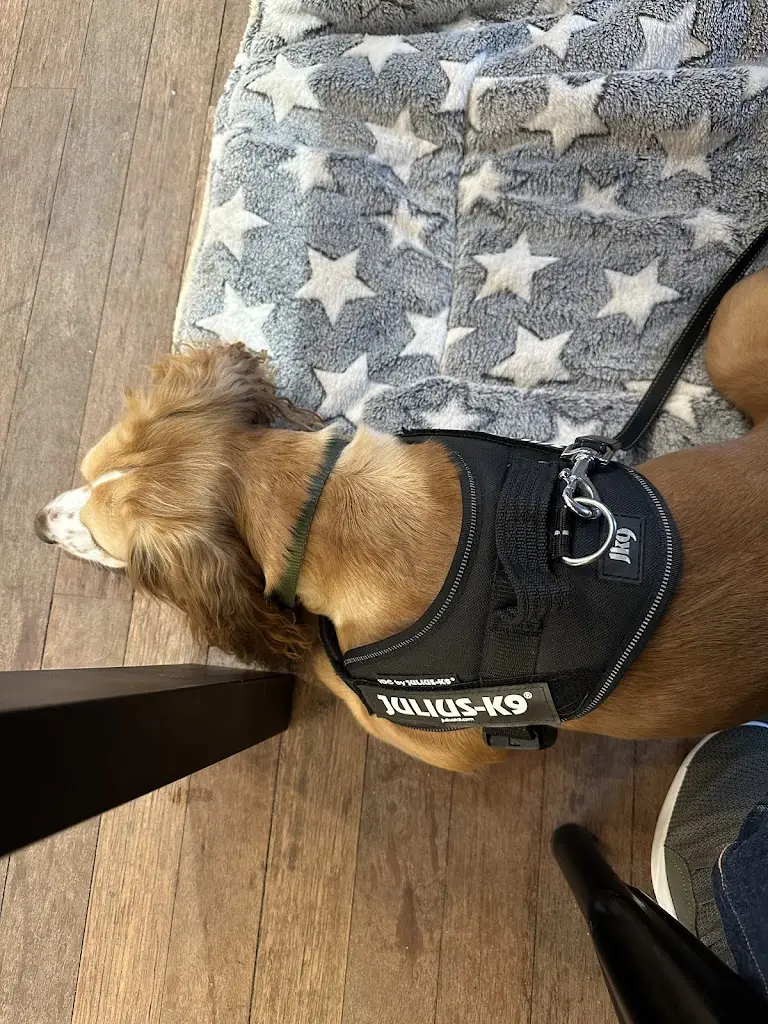 Irene Williamson_The salt house_Golspie_review