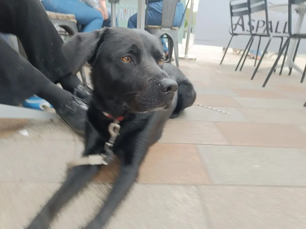 Vik Dowlul_Sugar Boat_Helensburgh_review