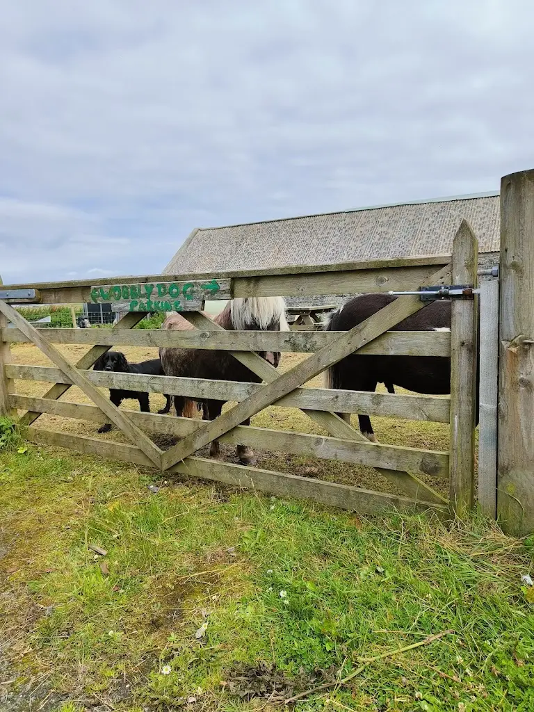 Layla vV_Wobbly Dog of Lewis_Isle of Lewis_review