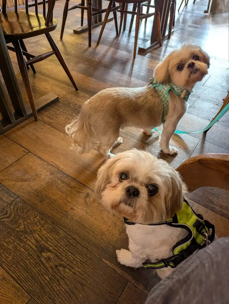 Deb Austin_Miro's Village_Musselburgh_review