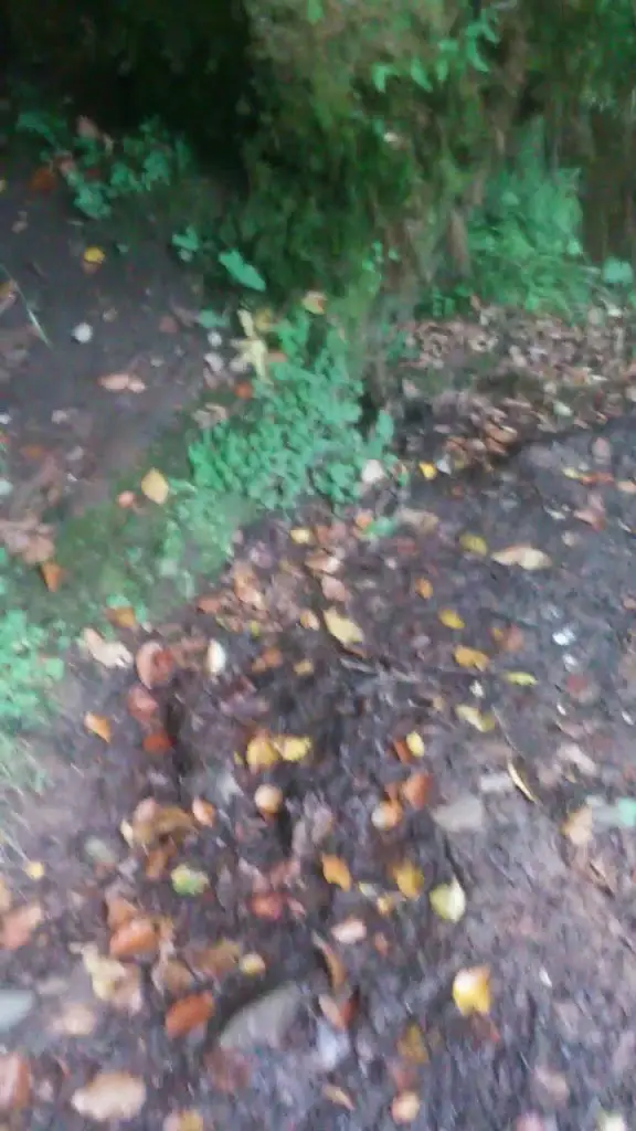 Christine Shields_Boswell's Coach House_Ochiltree_review