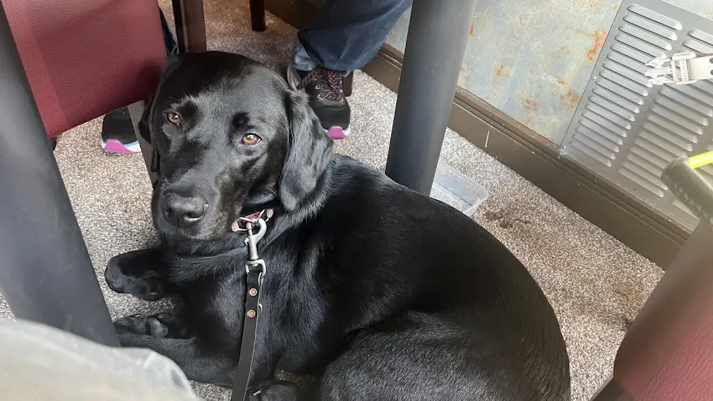 Kimmy Adams_Royal Taj_Paisley_review