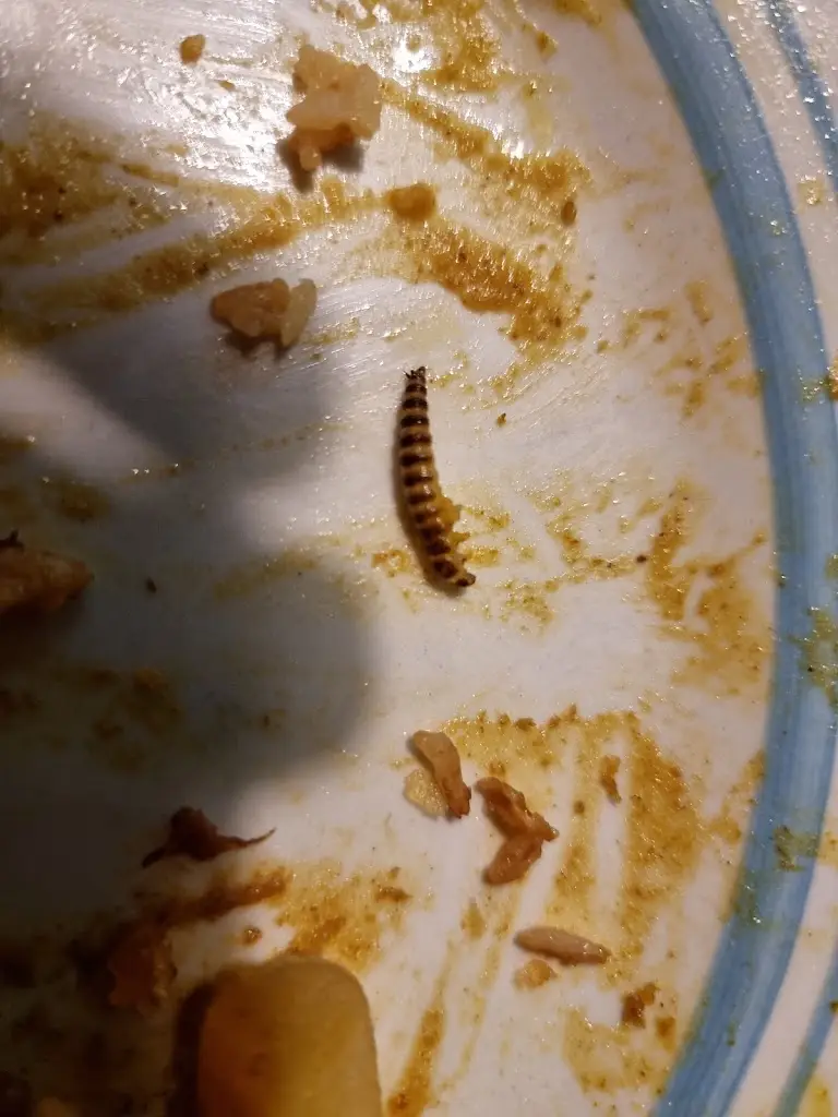 Chris Kirkup_Skelmorlie Kitchen_Skelmorlie_review