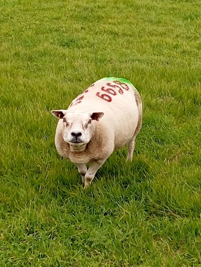 John Reen_The Ferry Inn Scrabster_Thurso_review