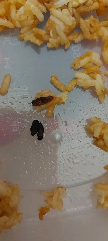 Julie Tozer_Silver Swan_Aberkenfig_review