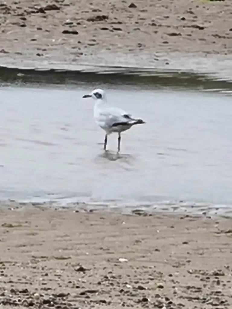 Paul Howard_Lligwy Beach Cafe_Amlwch_review