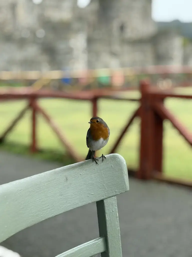 Katie Booth_Happy Valley Pavilion Cafe_Beaumaris_reseña