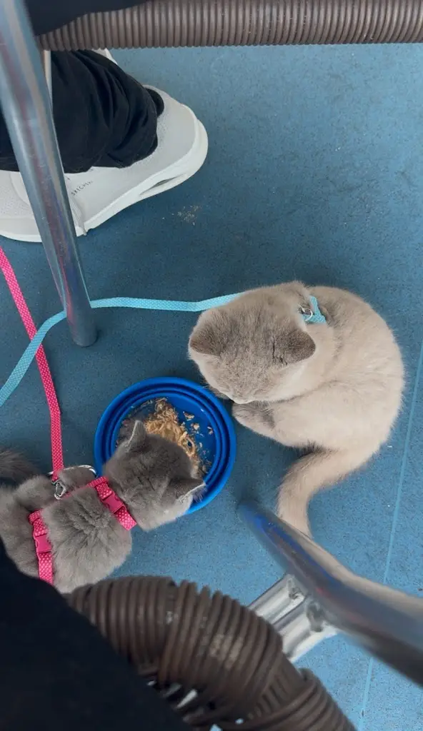 Reema Aly_Ocean Lab Cafe_Goodwick_review