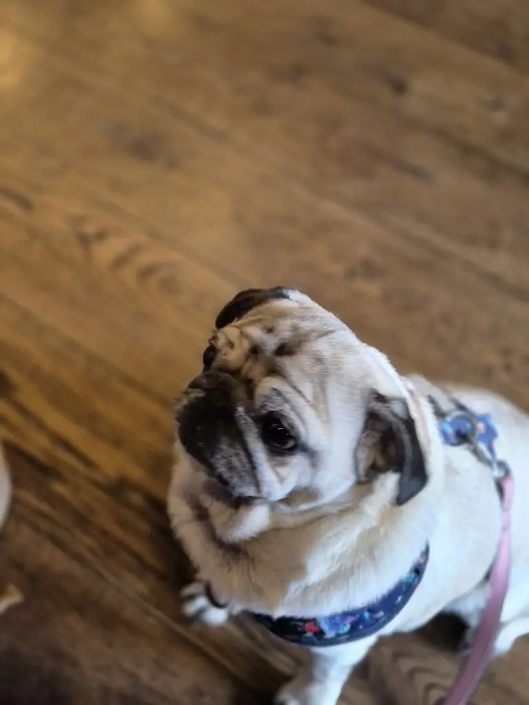 Adrian Jones_The Cherry Pie Inn_Leeswood_review