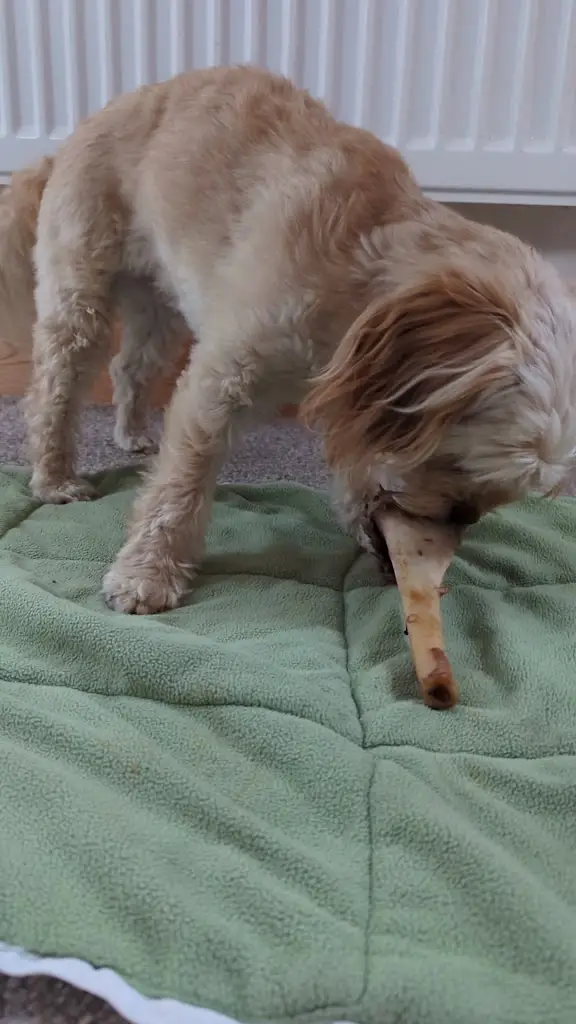 Kelly N_The Torbay Inn_Llandeilo_review