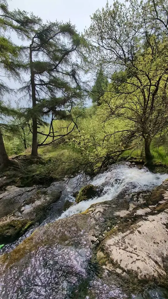 Stimpy Goat_Tan-y-pistyll Restaurant_Llanrhaeadr-ym-Mochnant_recensione