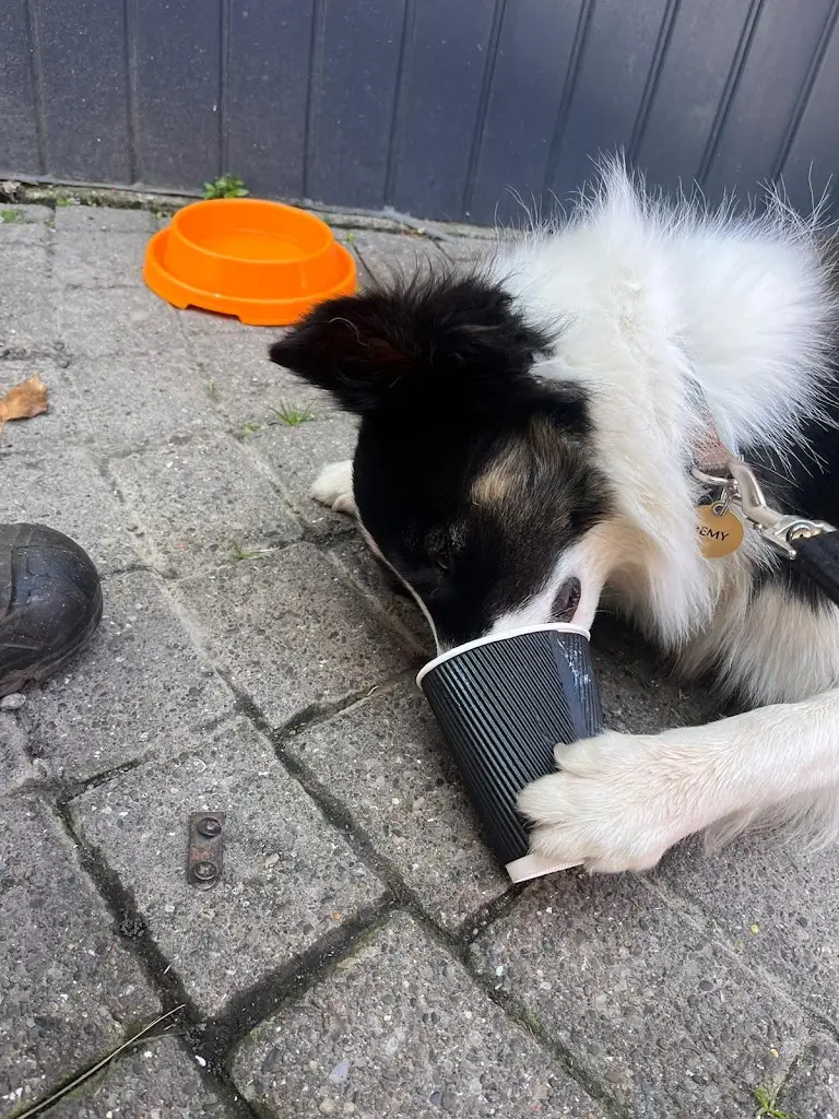 Louis Brackley_Bryncae Arms_Llanharan_review