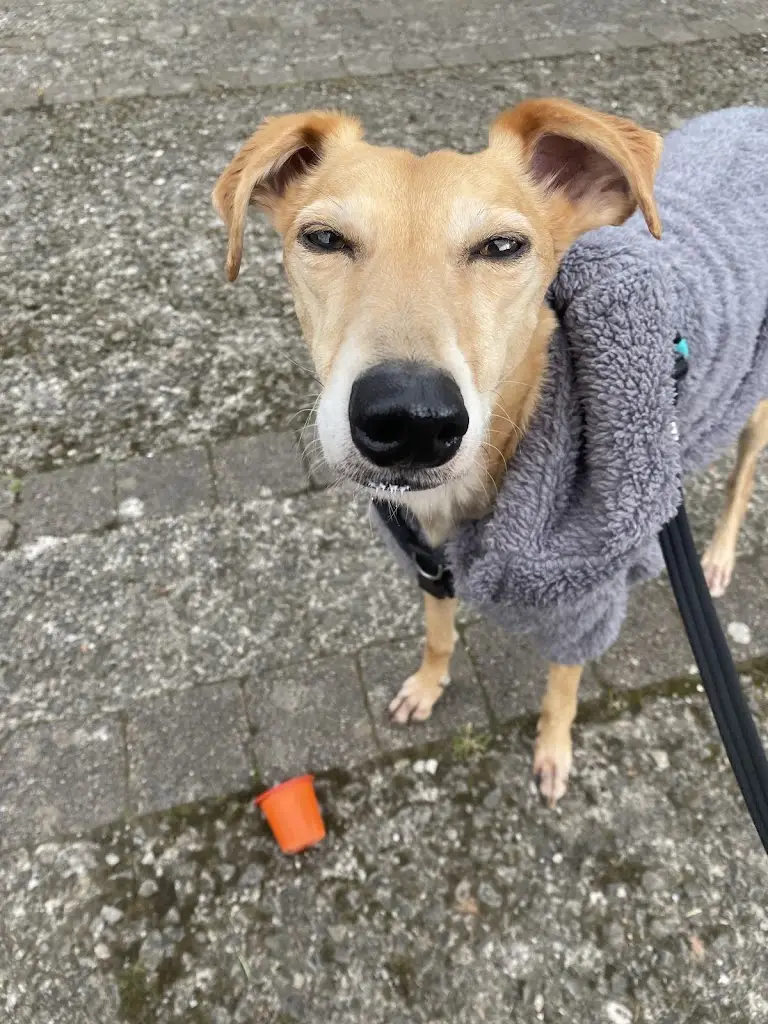 Hayley Rees_Stomping Ground Mobile Espresso_Llantwit Major_review