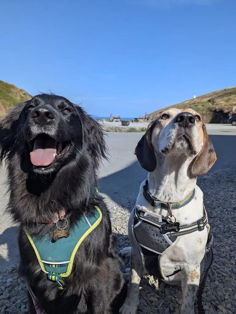 Alex Mabe_The Shed Fish & Chip Bistro_Pembrokeshire_review