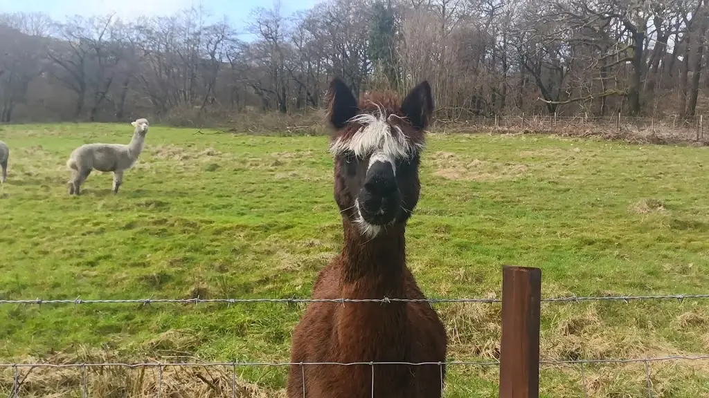 The Wyndham ristorante a Ogmore Vale