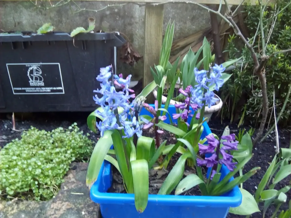 Ogmore Vale Non Political Club ristorante a Ogmore Vale