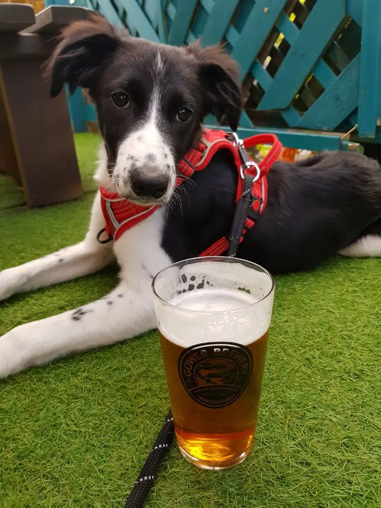 Menu_The Buck Inn_Pontlliw_image_5