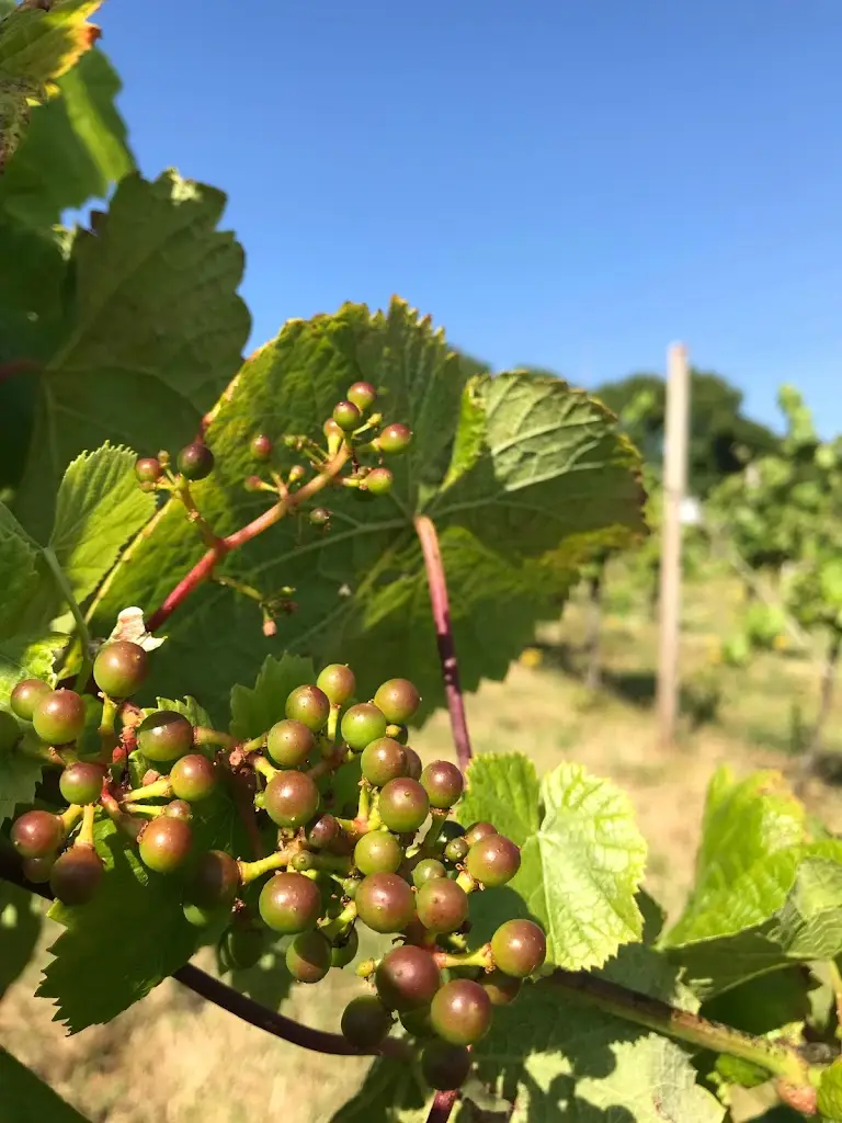 Menu_Pant Du Vineyard and Cafe_Penygroes_imagen_7