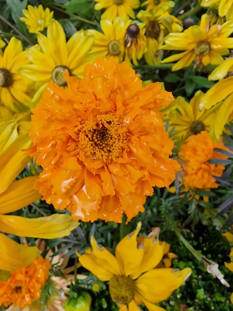 Sarah Flynn_Erddig Restaurant - National Trust_Marchwiel_review