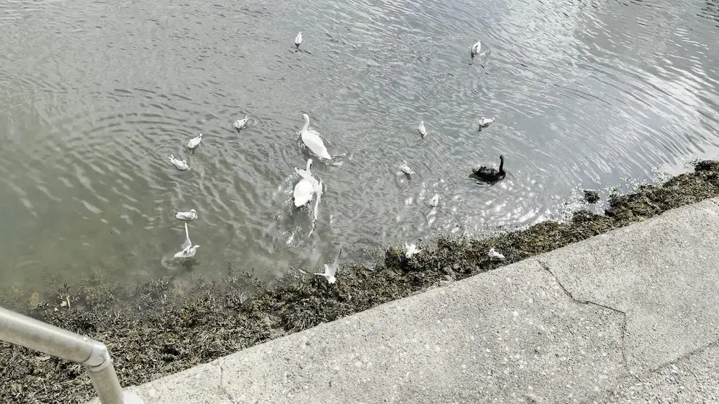 Alison Everingham_Venu_Pwllheli_reseña