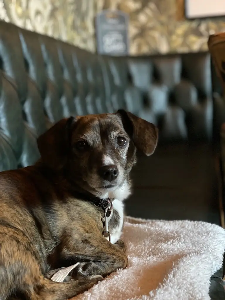 Wendy Falk _The Golden Lion_Rossett_review