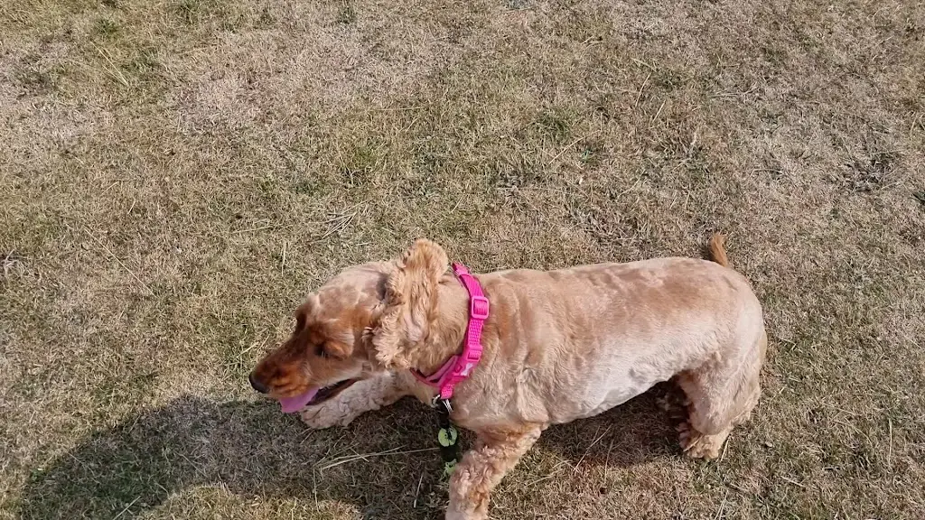Ian Broadhurst_Oyster Catcher_Rhosneigr_review