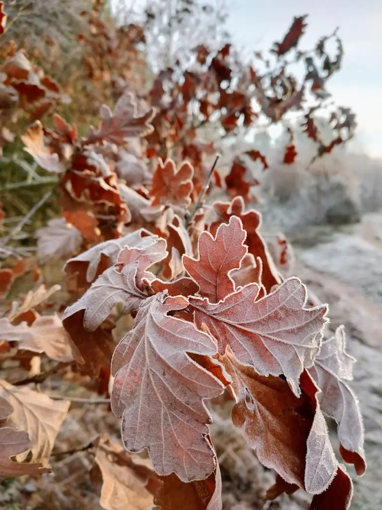 Bildworth Woods Food Van_Blidworth_slider_image_2