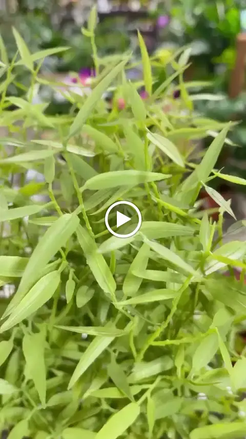 Bay View Garden Centre & Restaurant_Bolton le Sands_slider_image_2