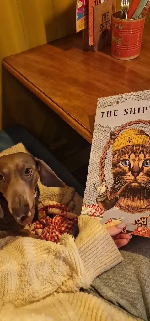 DDidcock_The Ship’s Cat_Borough of North Tyneside_review
