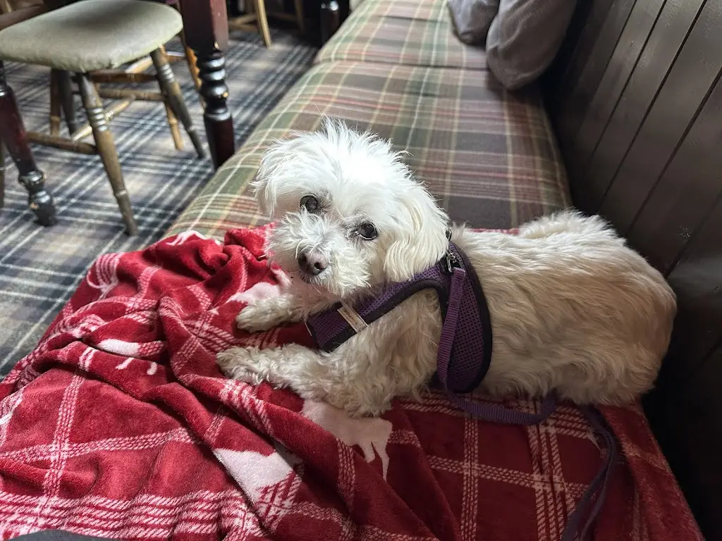 Lynn C._White Horse_Bovingdon_review