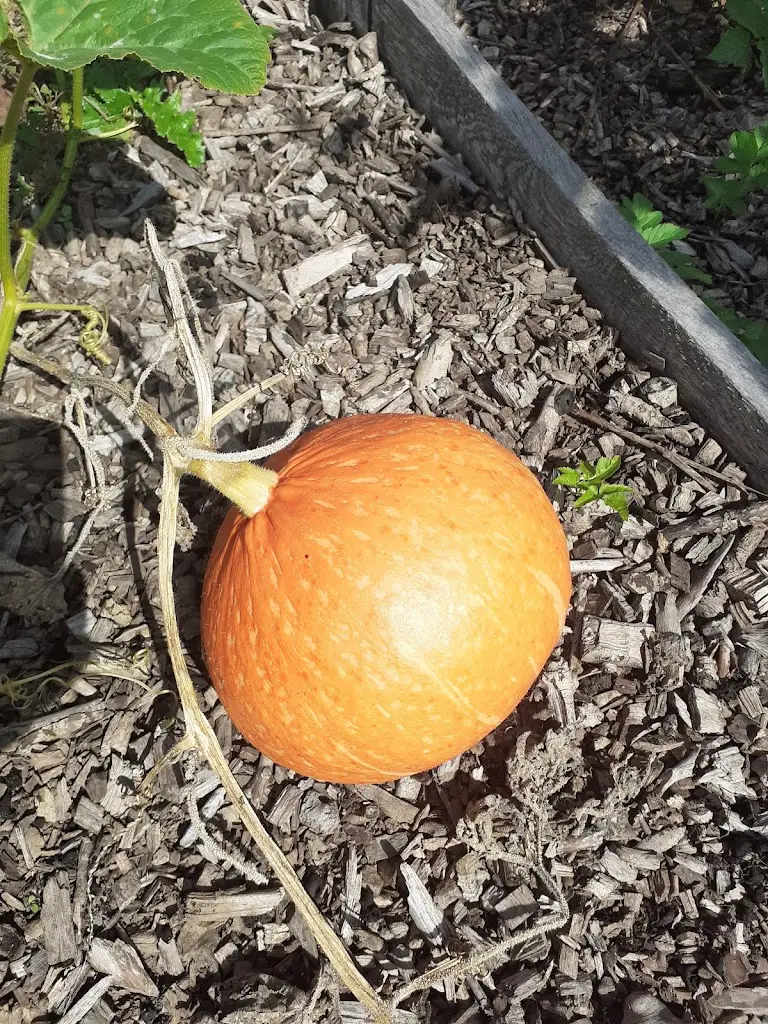 Menu_Home Farm Café_Bovey Tracey_image_9