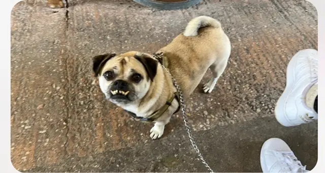 Terhi Ikonen_Wildmoor Fine Food & Drink_Bovey Tracey_review