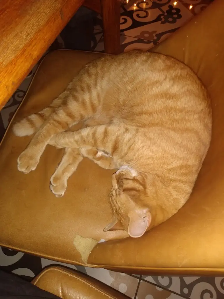 Menu_The Britannia Brigg_Brigg_image_4