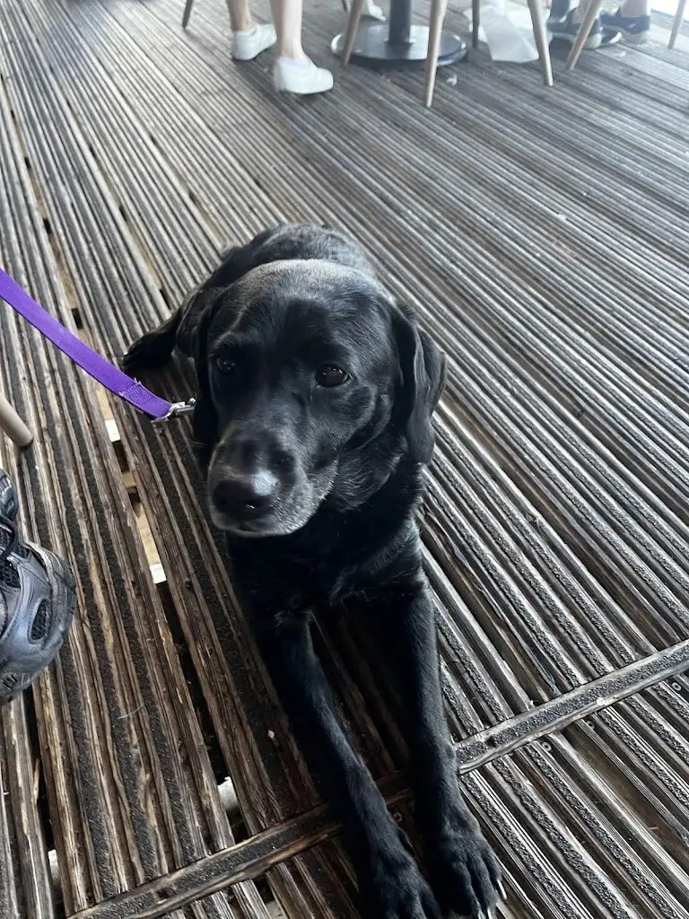 Mod Father 11_Rockfish_Brixham_review