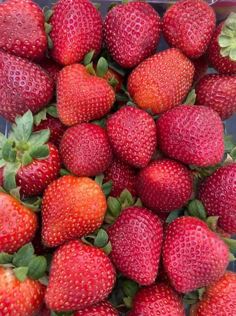 Menu_Shakey J's Family Dining_Burtonwood_immagine_9