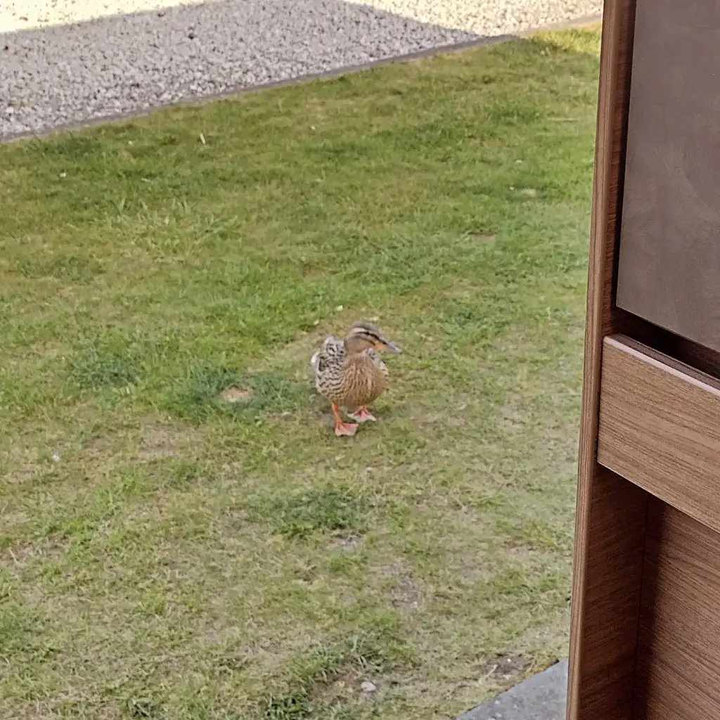 Daisy Rose_Caistor Lakes restaurant_Caistor_reseña