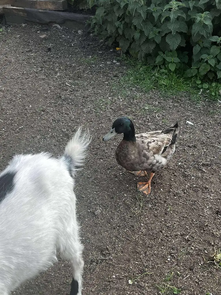 Claire Downs_The Black Horse at Cherhill_Calne_review