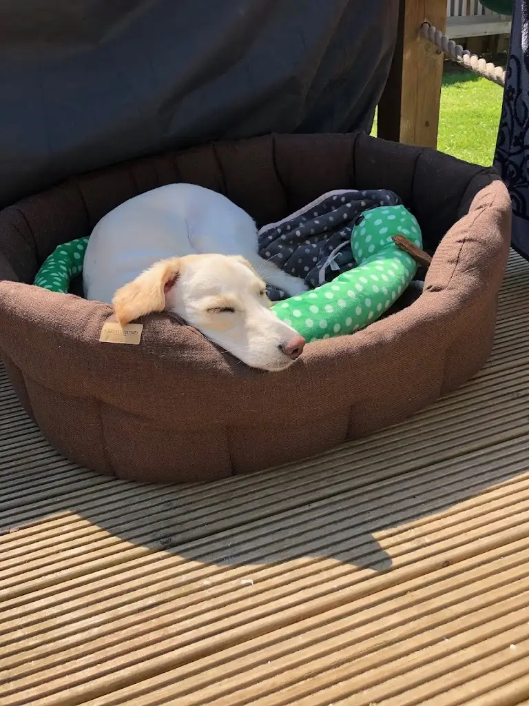 CJOFUK_Owlers Retreat Camber_Camber_review