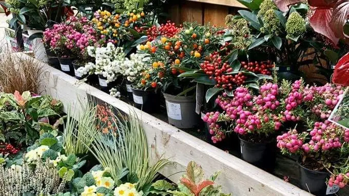 Cannon Hall Garden Centre and Thyme Bistro_Cawthorne_slider_image_2