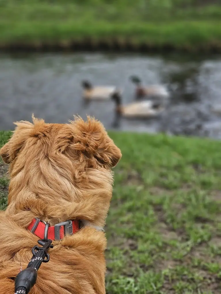 Alex Mole_Bay Horse_Catterick Garrison_avis