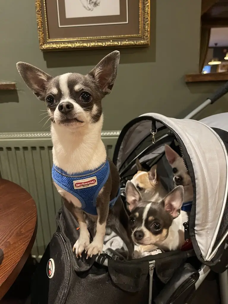 Catherine Willoughby_The March Hare_Cheadle Heath_review