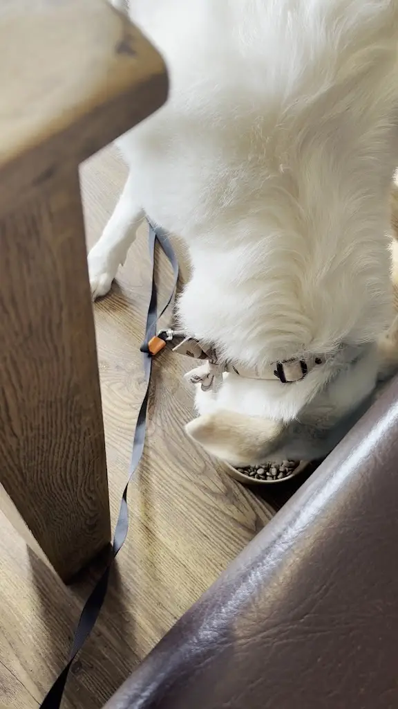 Siobhan Westmacott_The Merryfellow_Charlton Kings_review