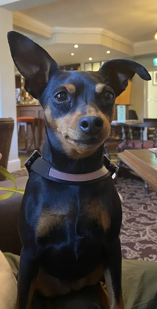 Gillian Christie_Inn on the Green Acomb_Acomb_review