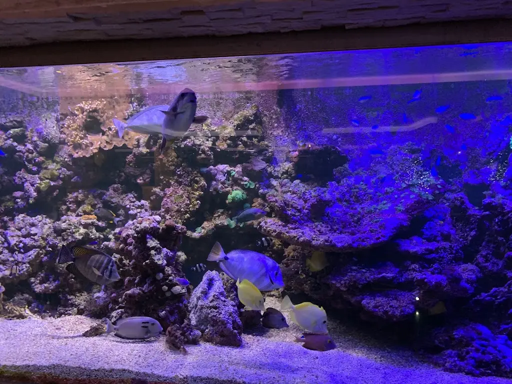 June Okochi_Mooro's Family Restaurant_Chigwell_review