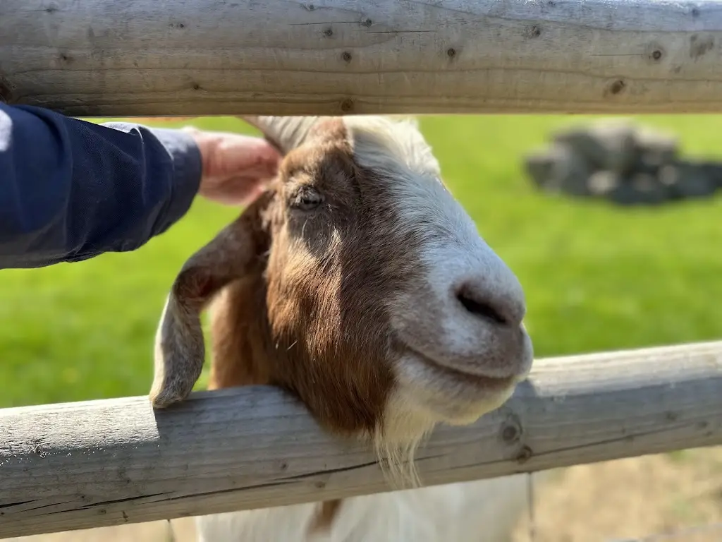 Fr. Matthew Cashmore_Ullacombe Farm Cafe & Shop_Chudleigh Knighton_review