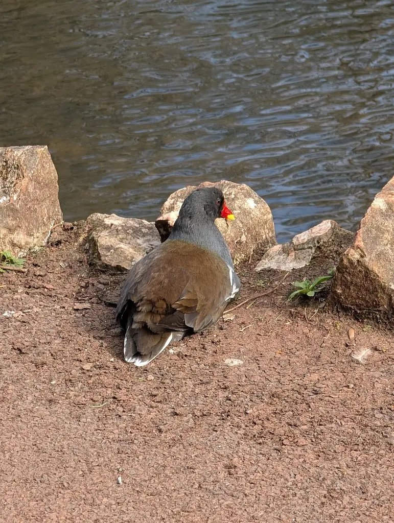 Helen Green_Cockington Court_Cockington_review