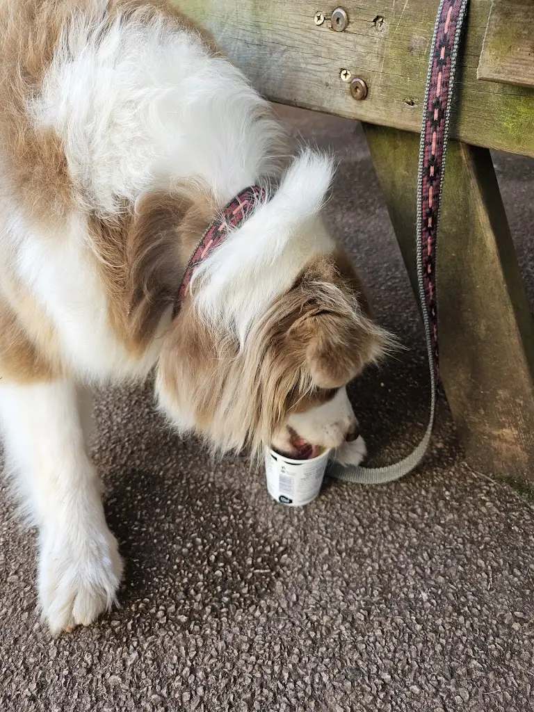 Katherine Taylor_Seven Dials_Cockington_review